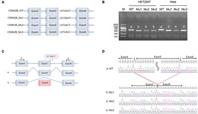 Splicing Interruption by Intron Variants in CSNK2B Causes Poirier–Bienvenu Neurodevelopmental Syndrome: A Focus on Genotype–Phenotype Correlations